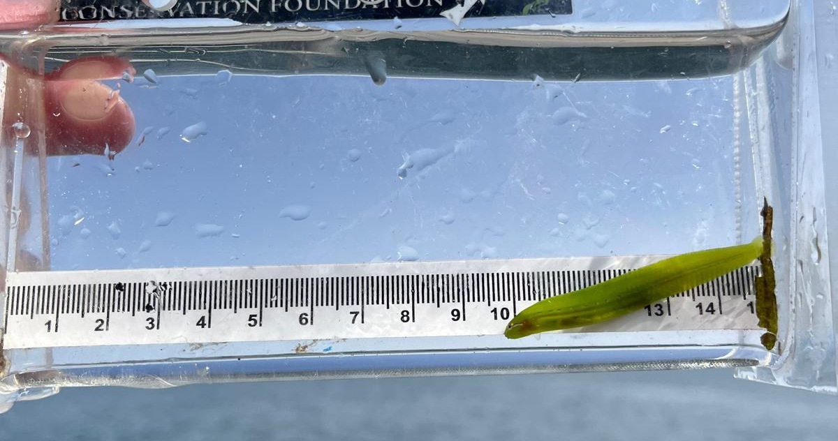 A small green fish in a clear container with a ruler behind it.