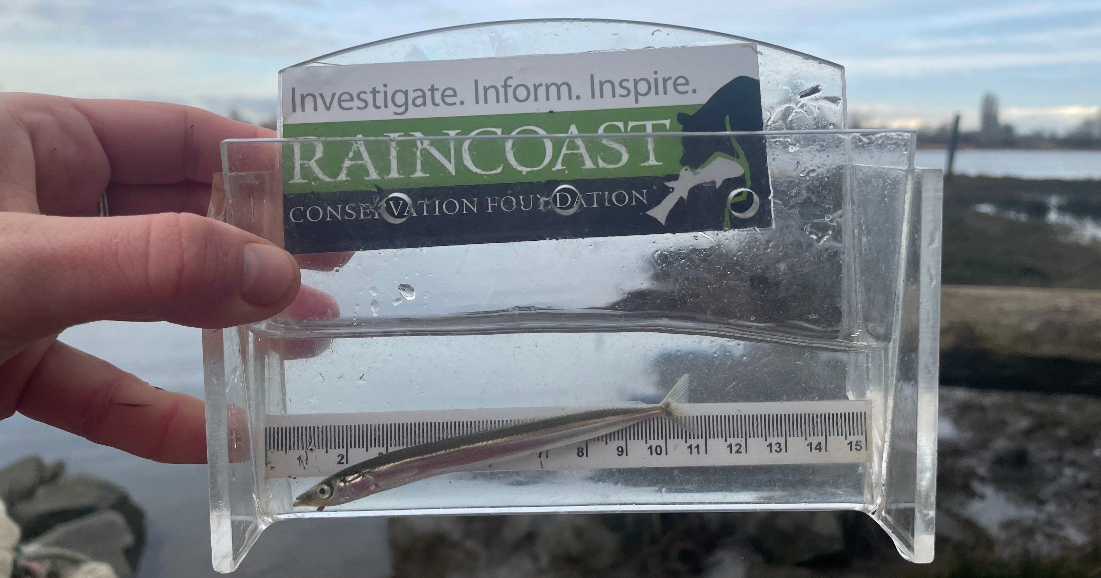 A silver and red fish sits in a clear container of water with a ruler behind it.