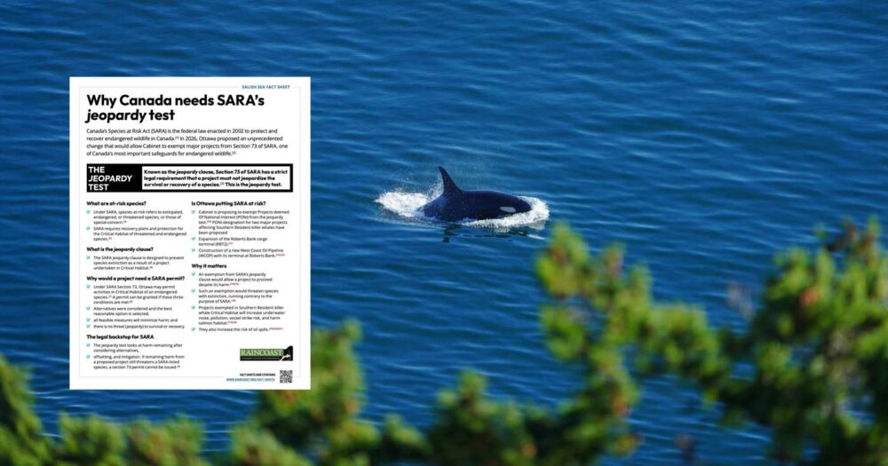 A SARA fact sheet floats over top of a single SRKW killer whale breaching with some branches seen in the foreground.