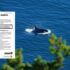 A SARA fact sheet floats over top of a single SRKW killer whale breaching with some branches seen in the foreground.