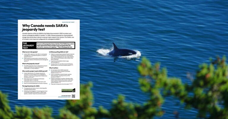 A SARA fact sheet floats over top of a single SRKW killer whale breaching with some branches seen in the foreground.