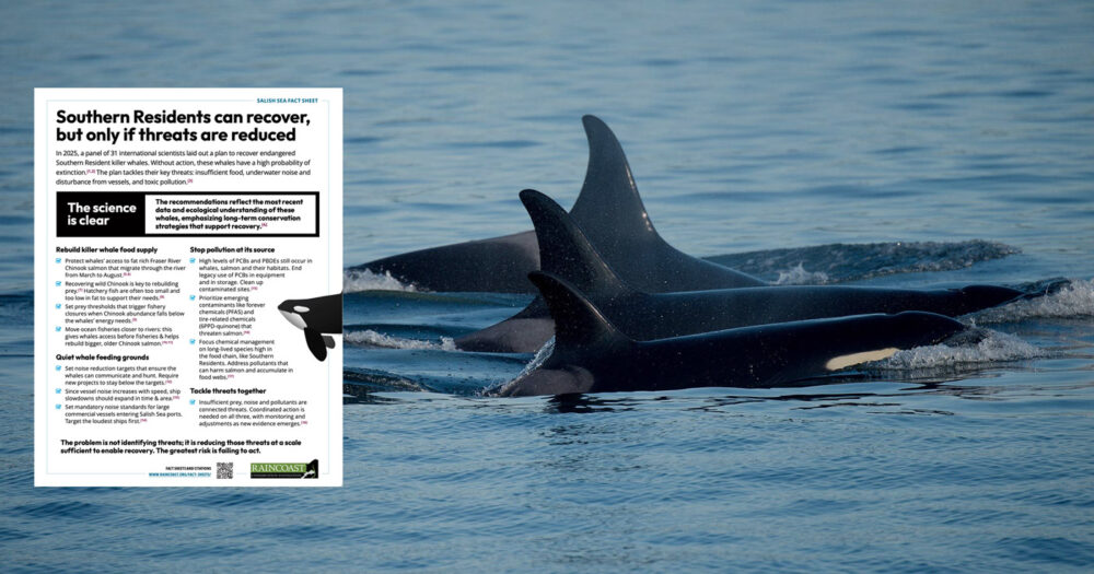 A fact sheet floats over top of three Southern Resident killer whales surface together gliding quickly through the blue water.