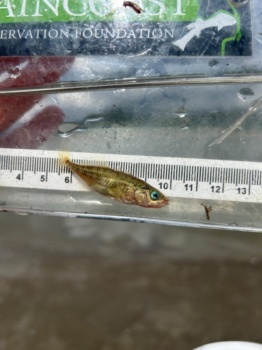 A small brown fish in a clear container of water with a ruler behind it.