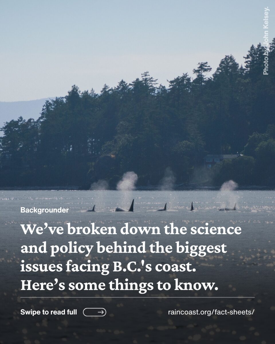Text over a photo of a group of whales at the surface with trees in the background.