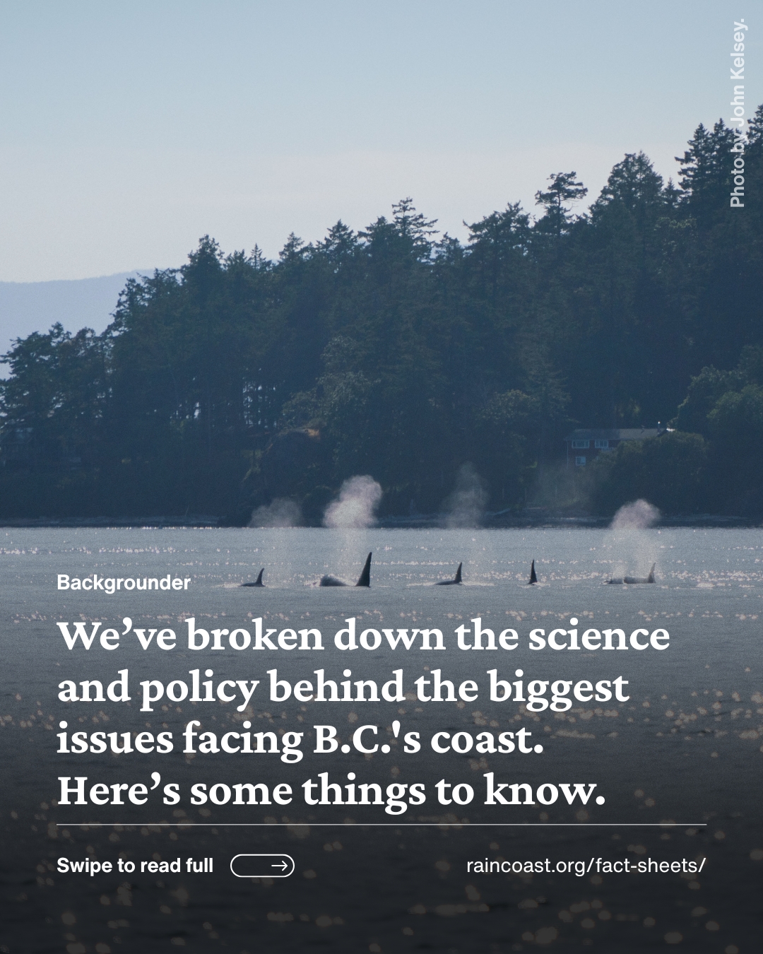 Text over a photo of a group of whales at the surface with trees in the background.