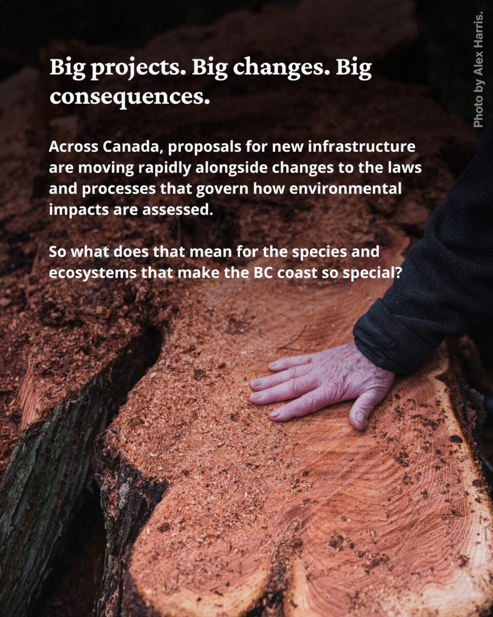 Text over a photo of a hand on a freshly cut stump.