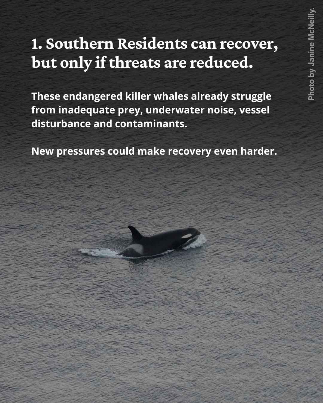Text over a photo of a killer whale showing most of its body above the surface of the water.