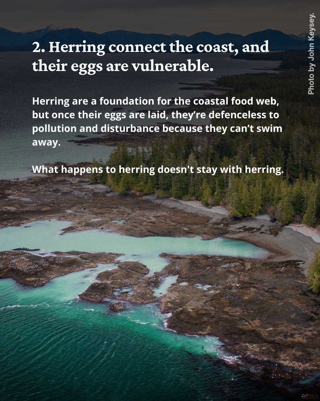 Text over a photo of an aerial view of a herring spawn along a coastline.