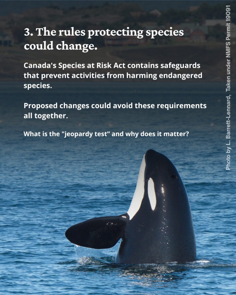 Text over a photo of a killer whale sticking the front half of its body out of the water.