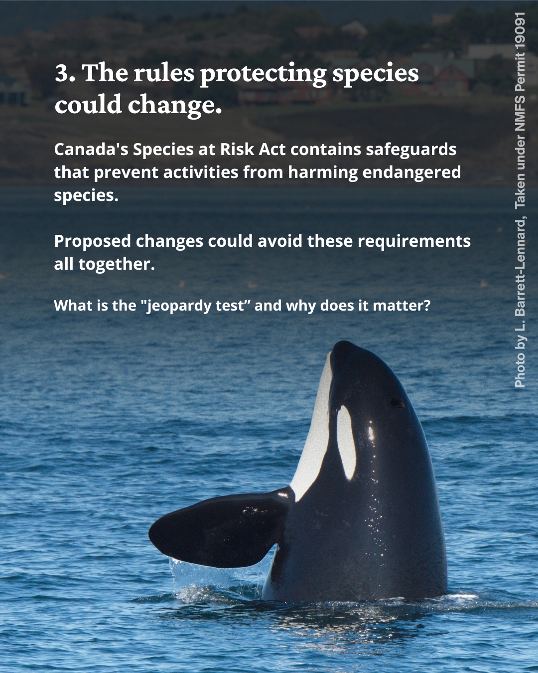 Text over a photo of a killer whale sticking the front half of its body out of the water.