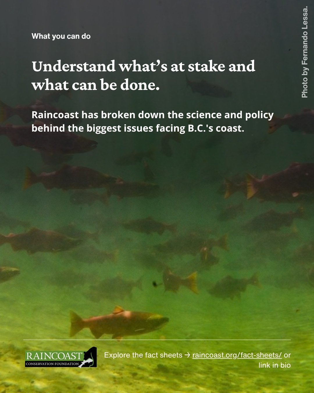 Text over a photo of a group of salmon swimming underwater.