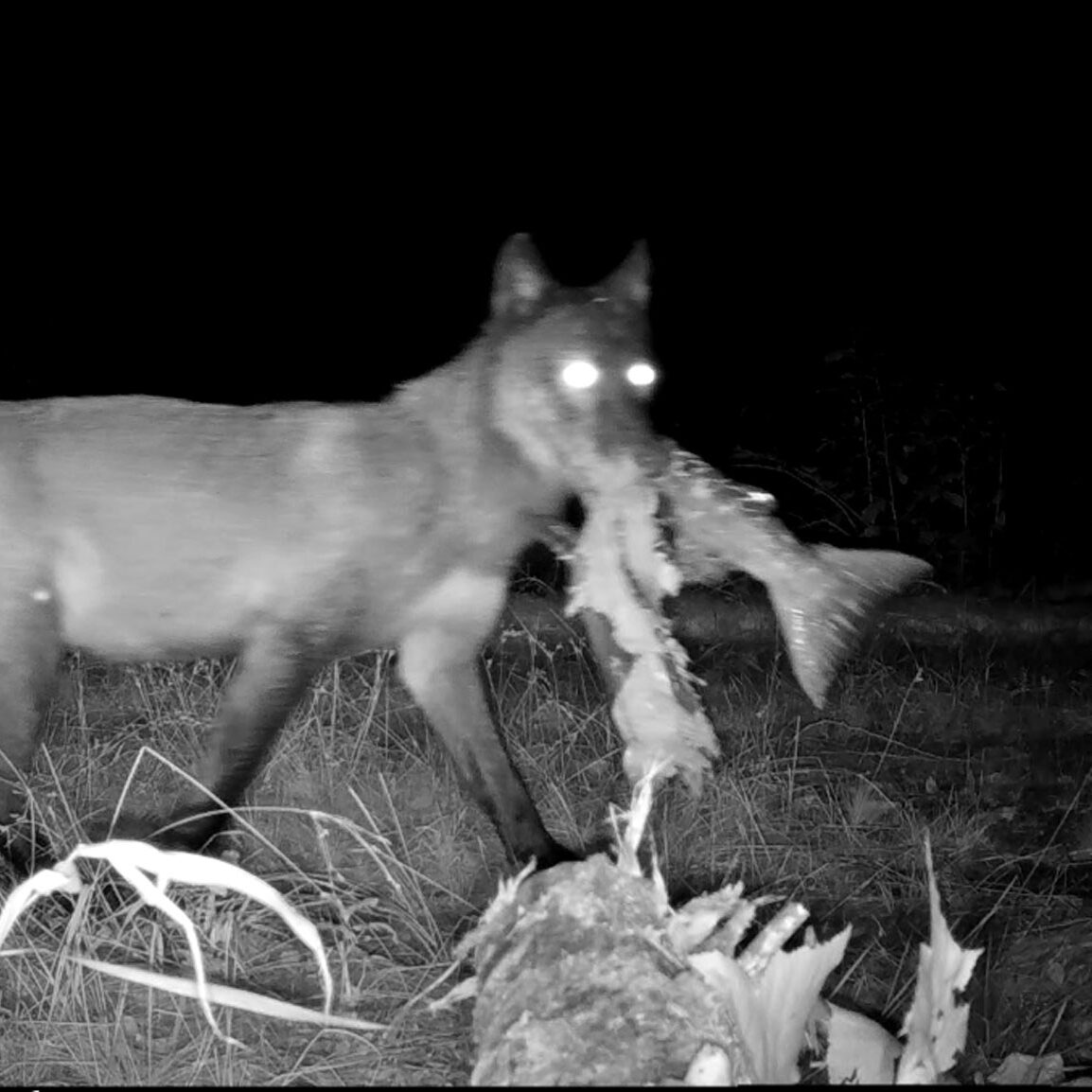 A gray wolf is seen via a remote camera carrying a salmon in it's mouth, looking at the camera as they trot by.