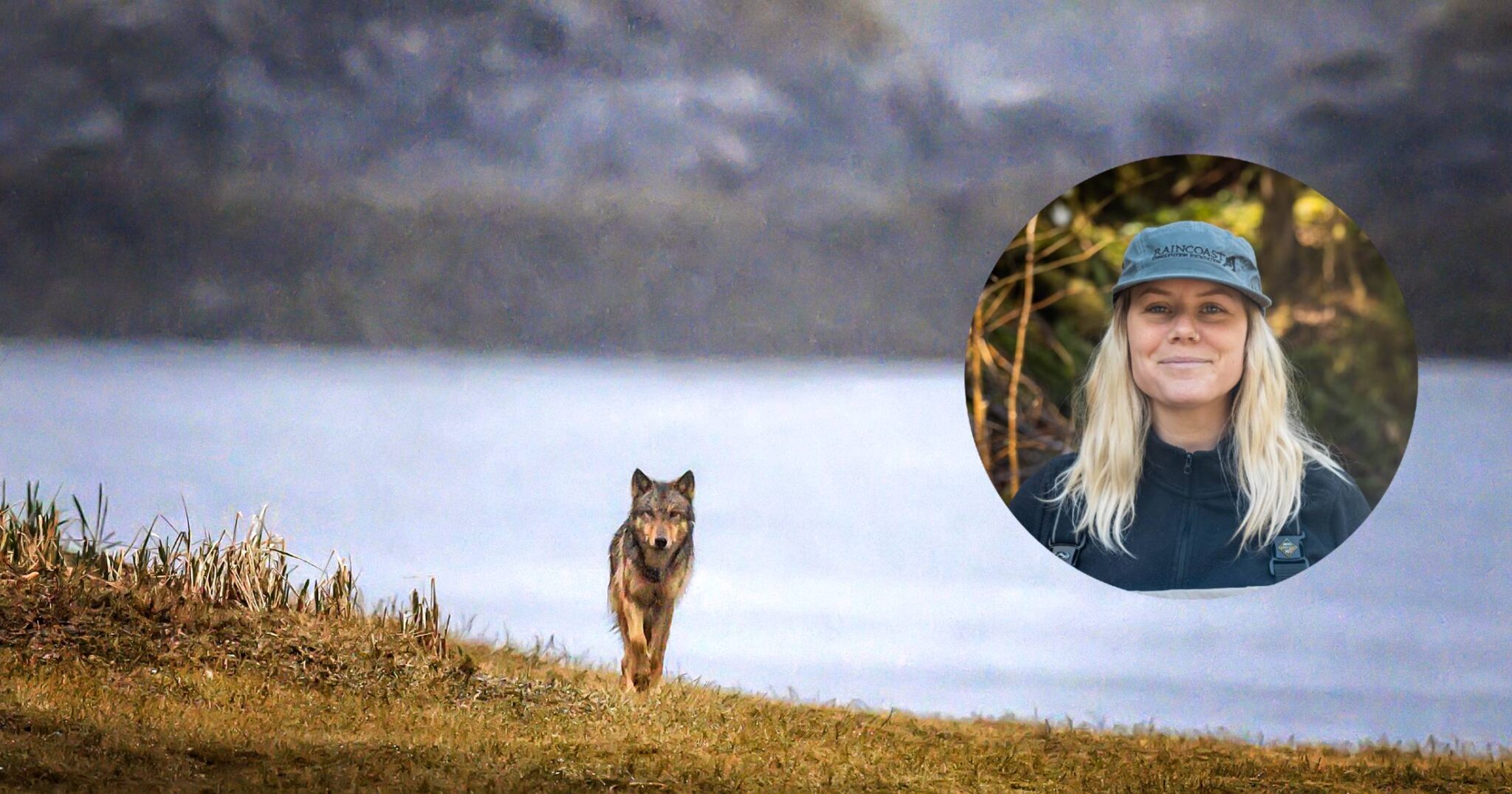 Raincoast is talking about wolves at the 2nd Annual Wild Wise Society ...
