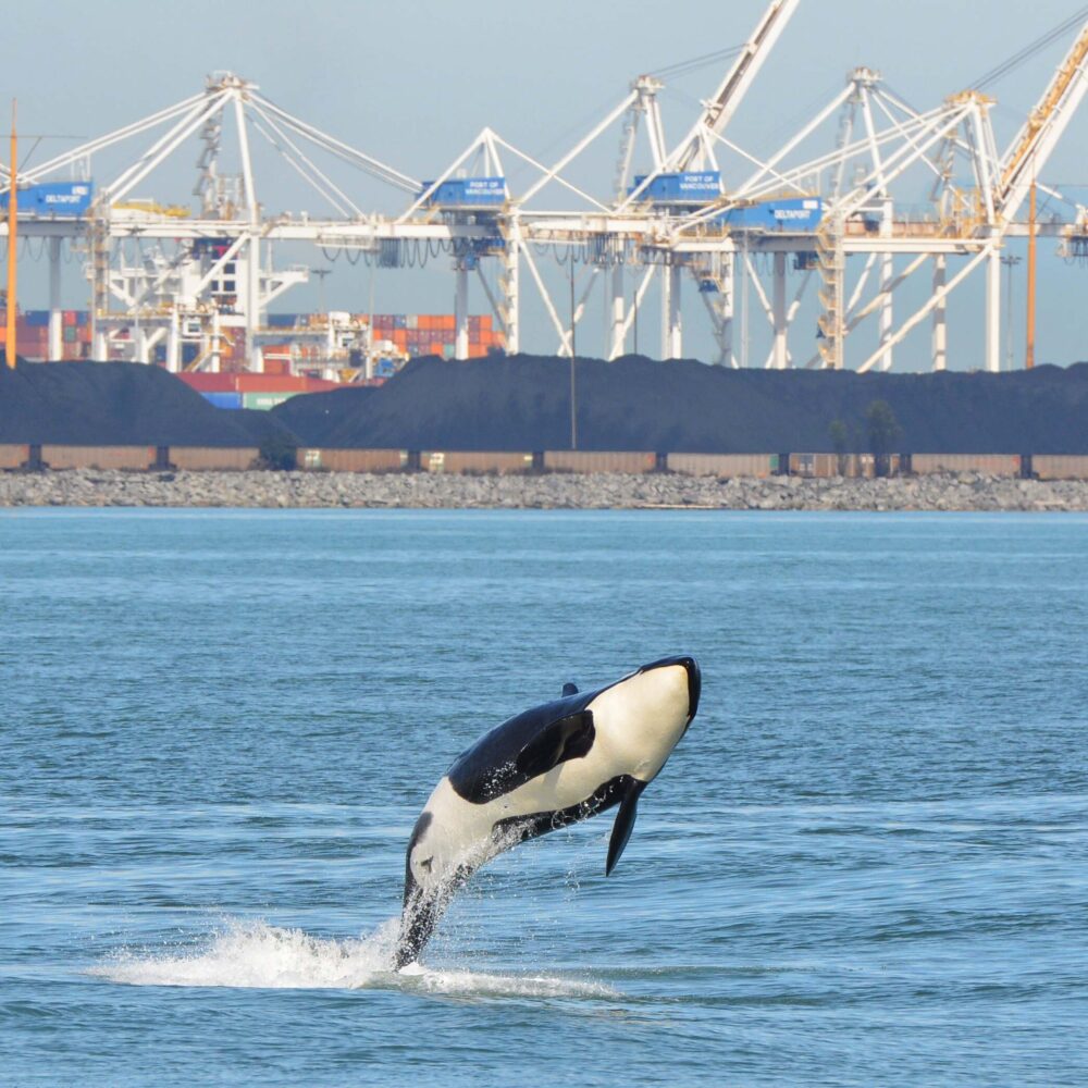 A killer whale breaches from the water with a scene of large cranes and tankers behind it.