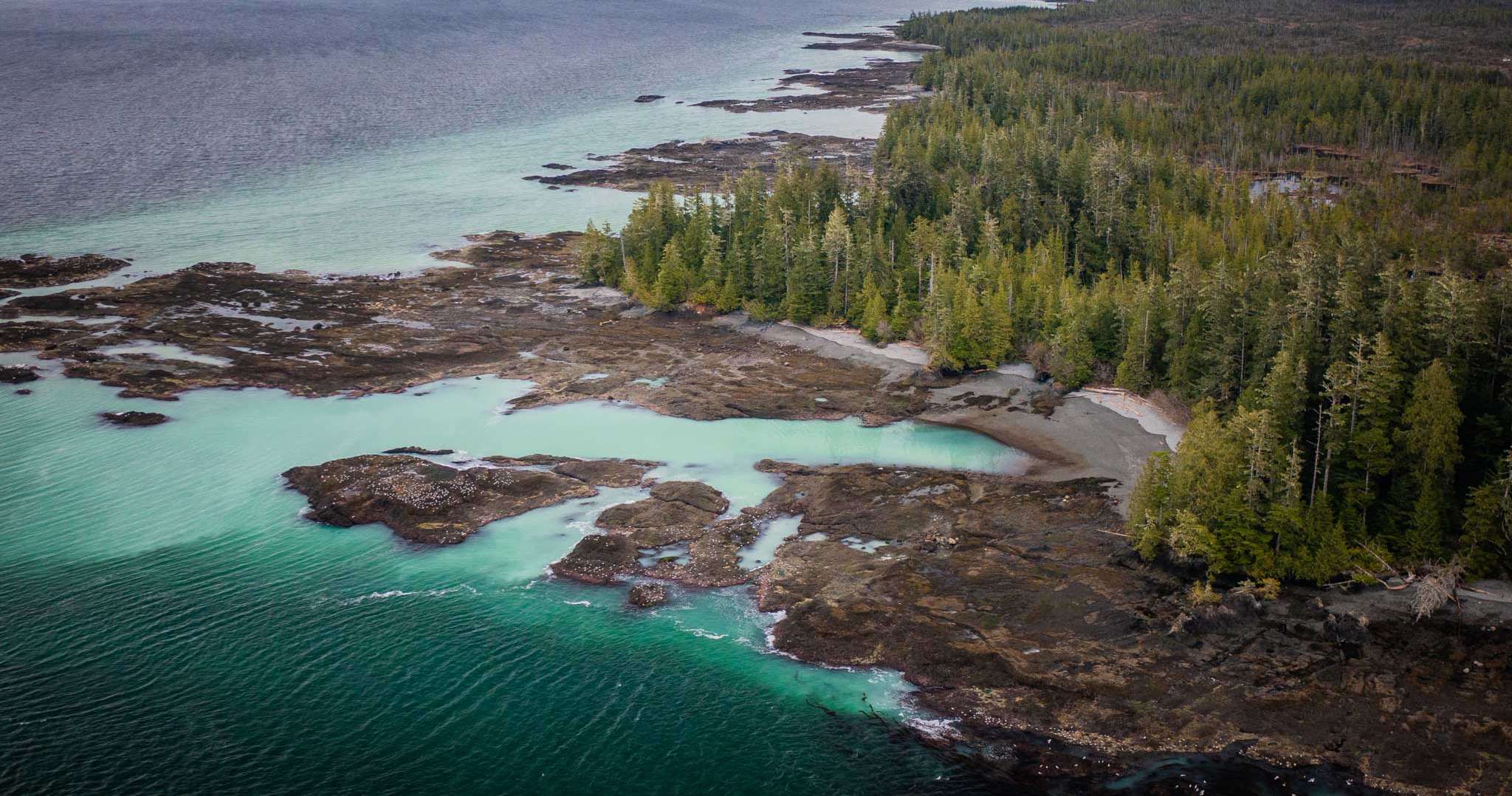 Cloudly turquoise waters of a herring spawn are seen along a forested coastline.