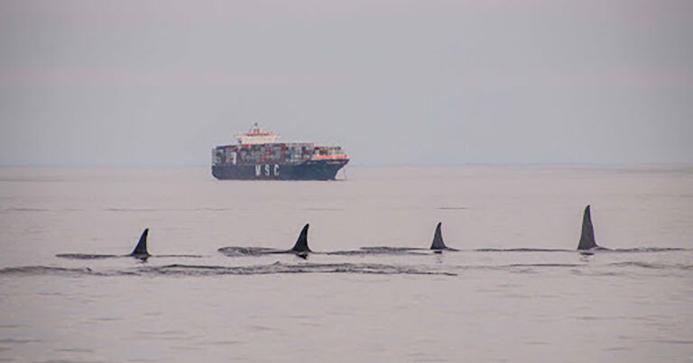 Southern Residents in the foreground with a ship in the background.