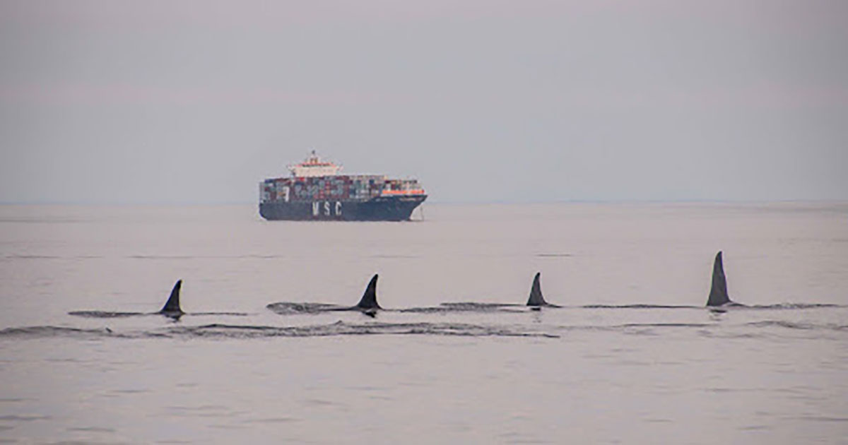 Southern Residents in the foreground with a ship in the background.