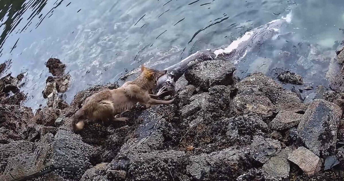A sea wolf stands on the rocky shore and pulls a Pacific sleeper shark carcass out of the water.