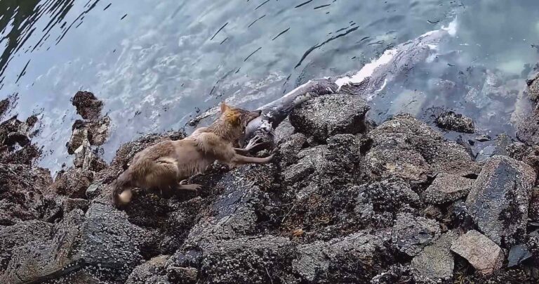 A sea wolf stands on the rocky shore and pulls a Pacific sleeper shark carcass out of the water.