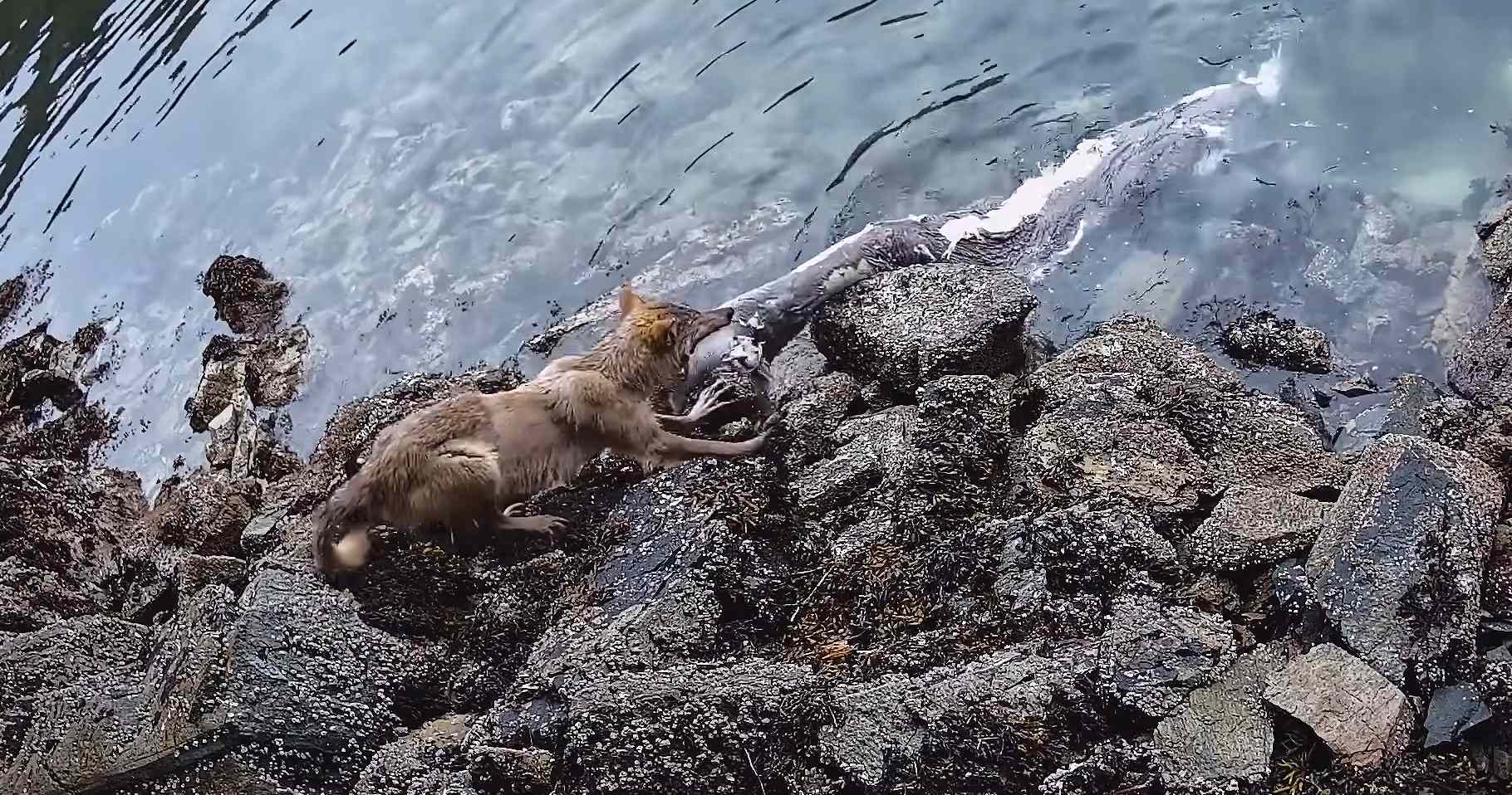 A sea wolf stands on the rocky shore and pulls a Pacific sleeper shark carcass out of the water.