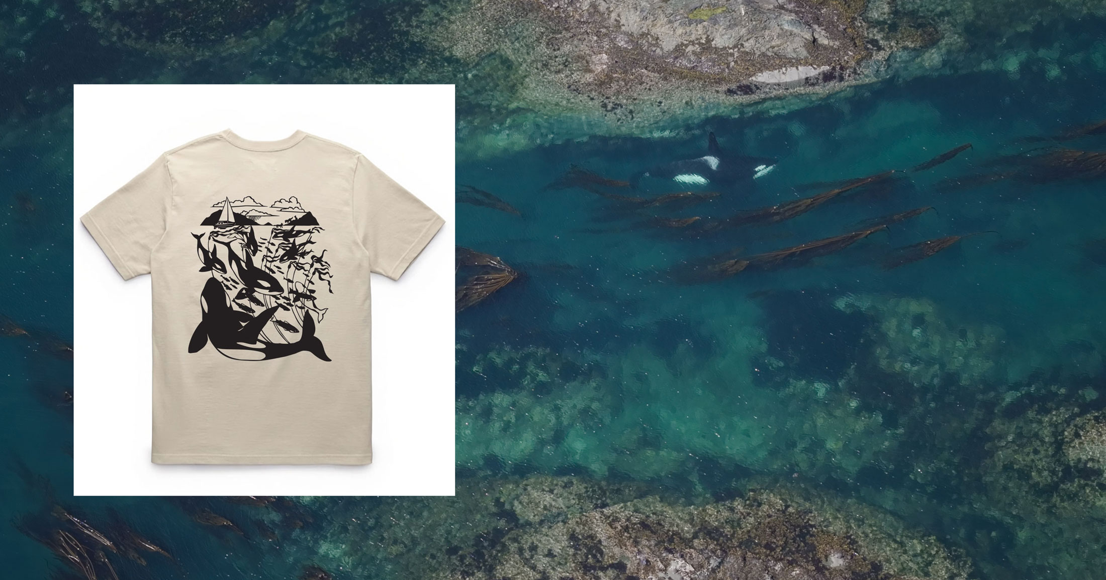A mockup of a tshirt design is visible over a drone shot of a killer whale swimming through turquoise waters filled with kelp.